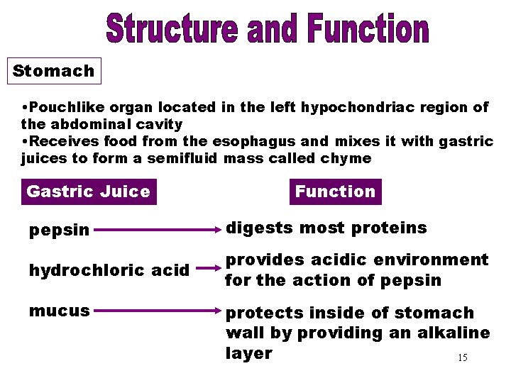 Stomach • Pouchlike organ located in the left hypochondriac region of the abdominal cavity
