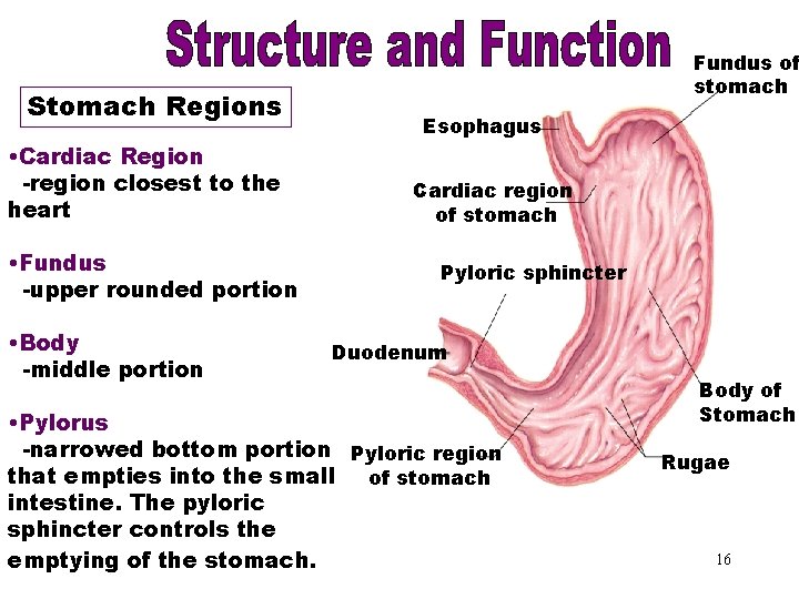 Stomach Regions Esophagus Stomach Regions • Cardiac Region -region closest to the heart •