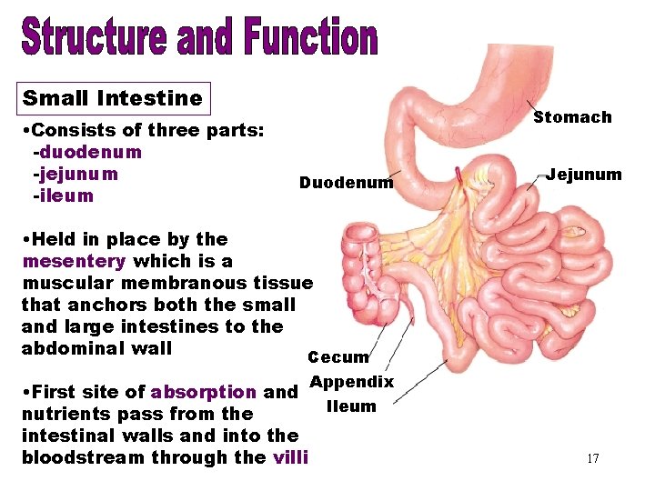Small Intestine • Consists of three parts: -duodenum -jejunum -ileum Duodenum Stomach Jejunum •