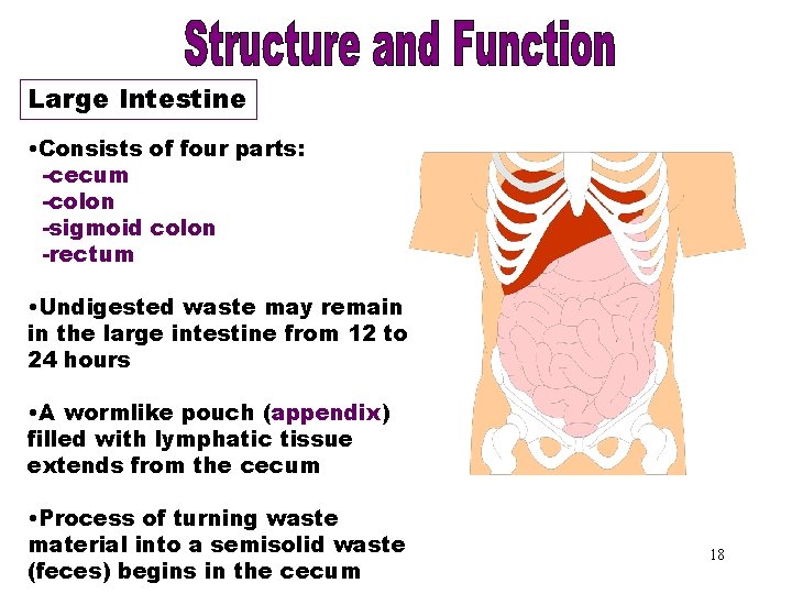 Large Intestine • Consists of four parts: -cecum -colon -sigmoid colon -rectum • Undigested