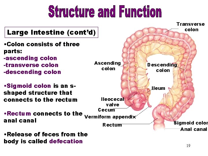 Large Intestine Part 2 Large Intestine (cont’d) • Colon consists of three parts: -ascending