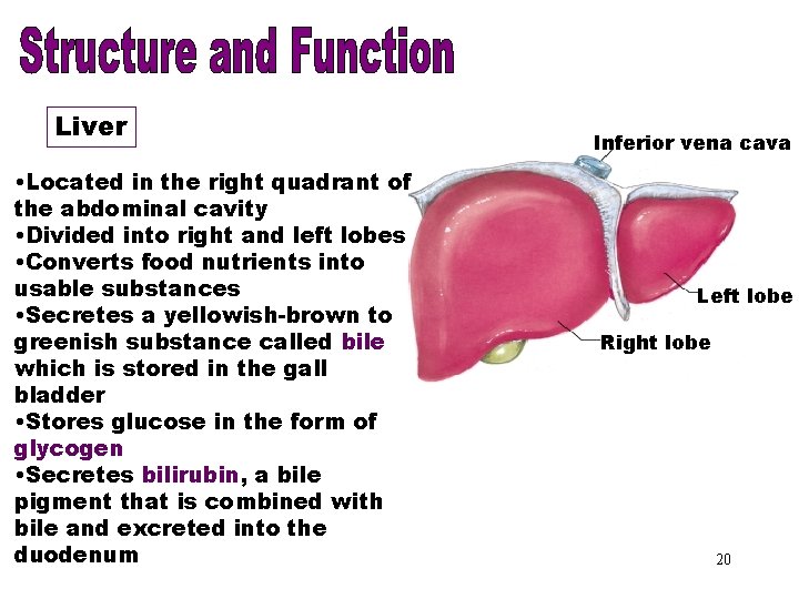 Liver • Located in the right quadrant of the abdominal cavity • Divided into