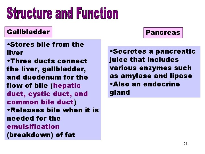 Gallbladder • Stores bile from the liver • Three ducts connect the liver, gallbladder,