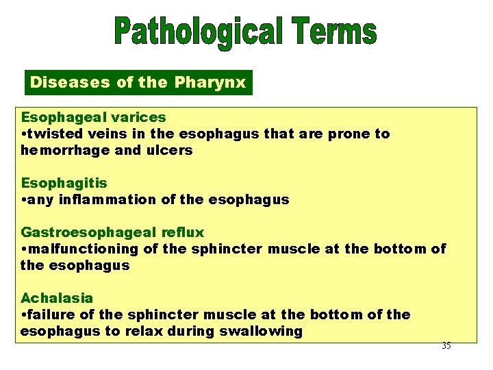 Diseases of the Pharynx Esophageal varices • twisted veins in the esophagus that are