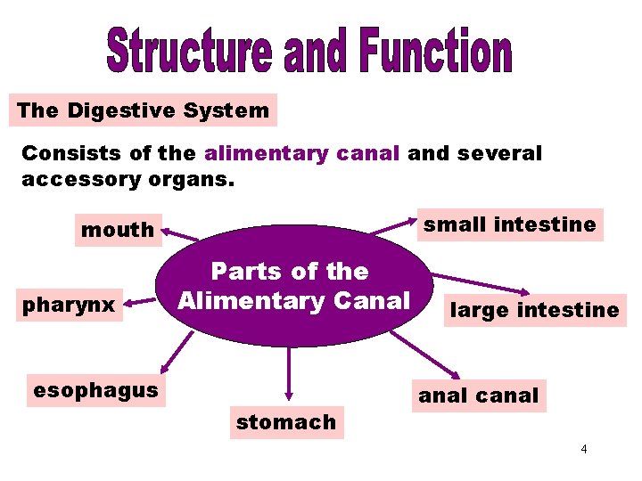 Parts of the Alimentary Canal The Digestive System Consists of the alimentary canal and