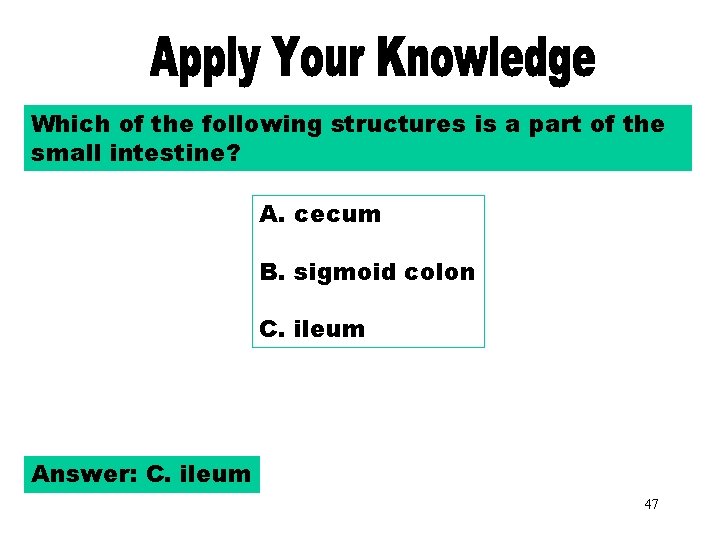 Apply Your Knowledge Which of the following structures is a part of the small