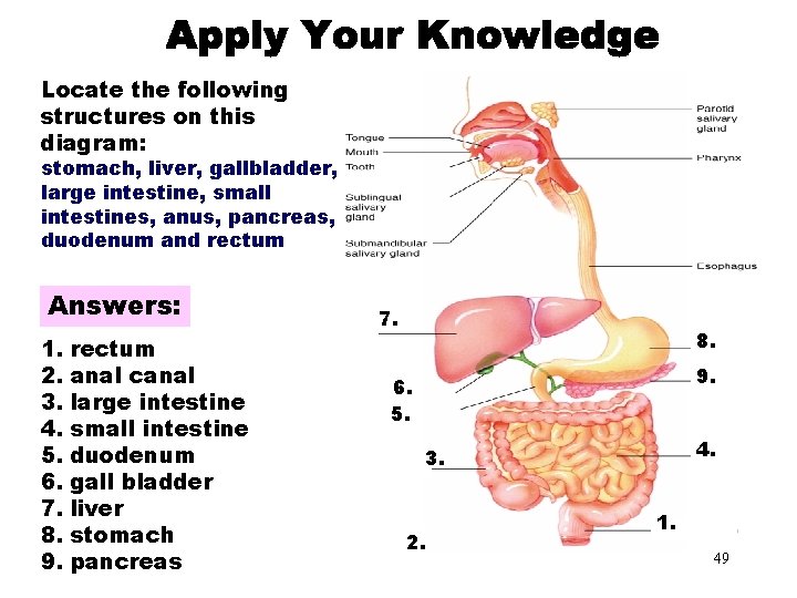 Locate the following structures on this diagram: Apply Your Knowledge Part 3 stomach, liver,