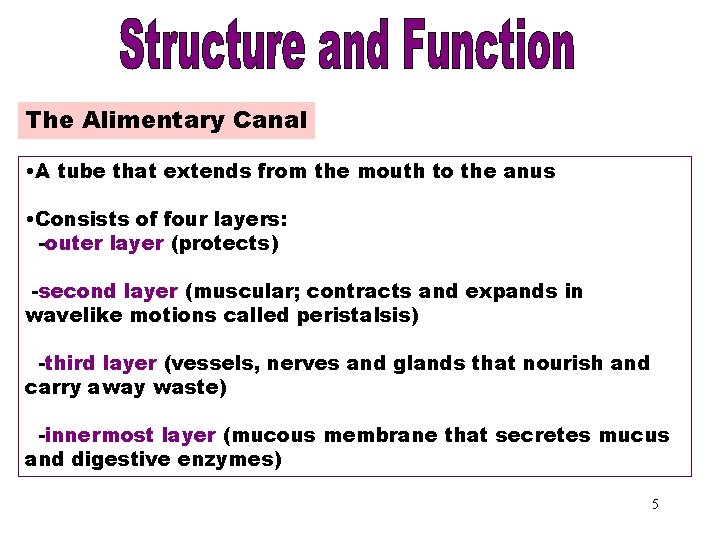 The Alimentary Canal • A tube that extends from the mouth to the anus