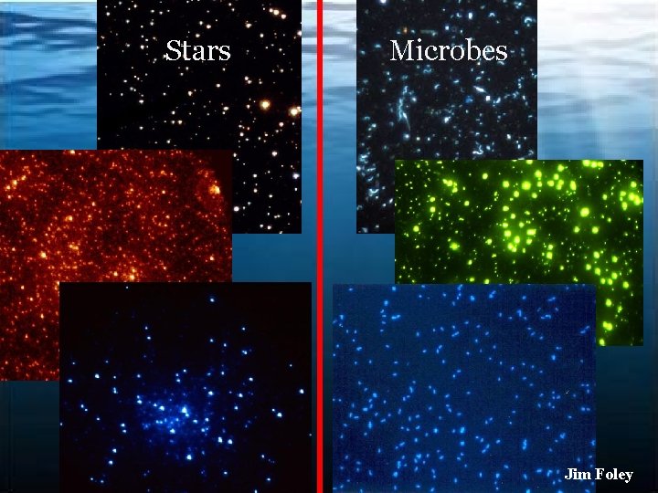 Stars Microbes Jim Foley 