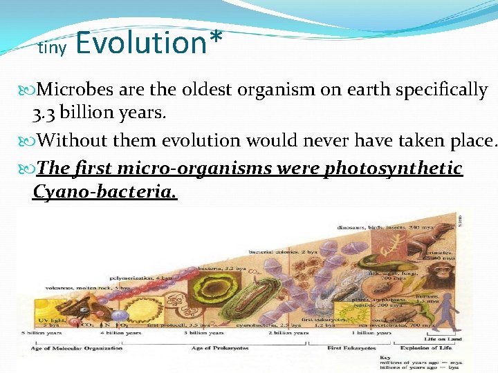tiny Evolution* Microbes are the oldest organism on earth specifically 3. 3 billion years.