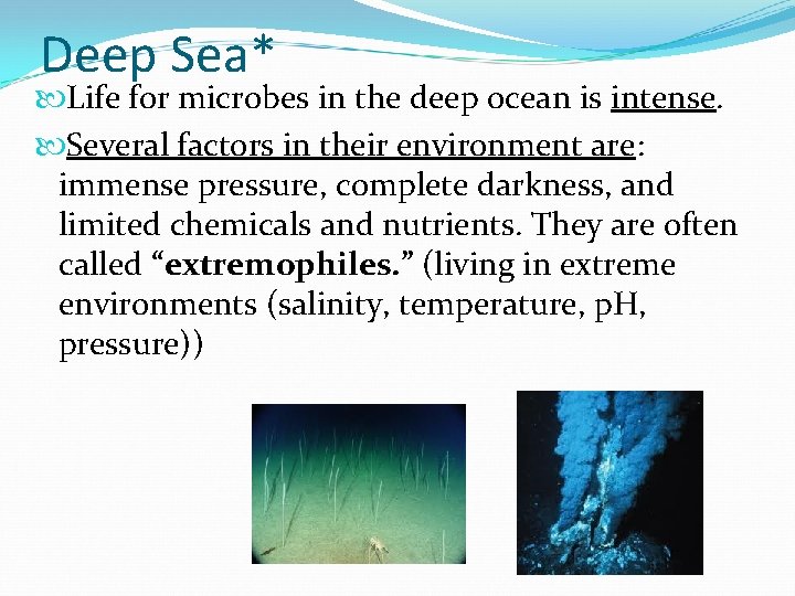 Deep Sea* Life for microbes in the deep ocean is intense. Several factors in