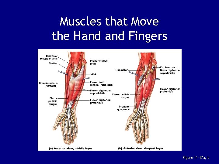 Muscles that Move the Hand Fingers Figure 11– 17 a, b 