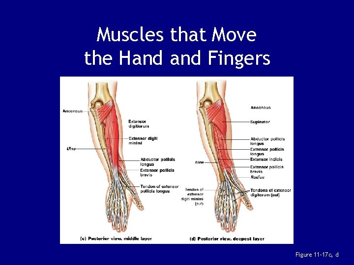 Muscles that Move the Hand Fingers Figure 11– 17 c, d 