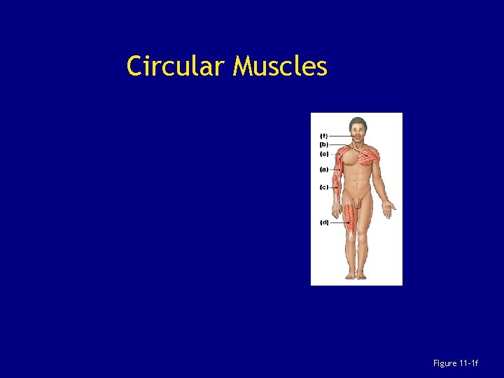 Circular Muscles Figure 11– 1 f 