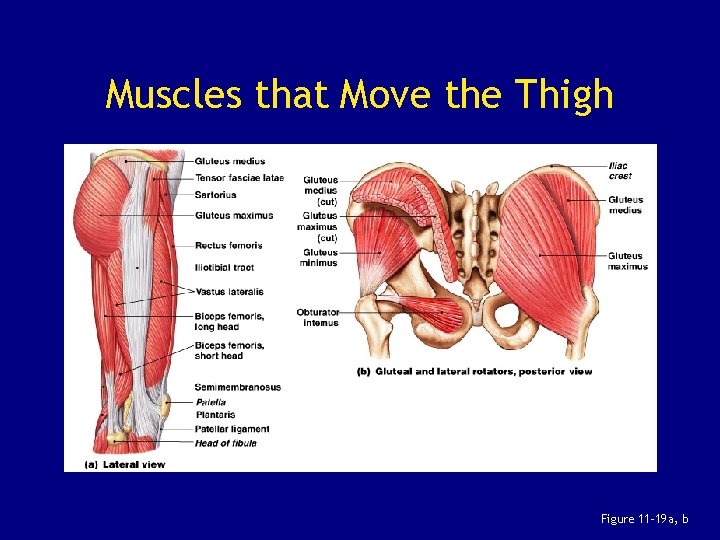 Muscles that Move the Thigh Figure 11– 19 a, b 