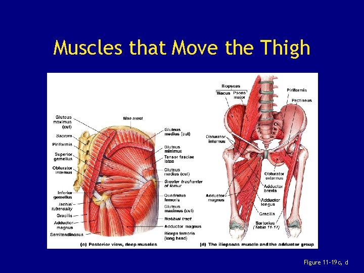Muscles that Move the Thigh Figure 11– 19 c, d 