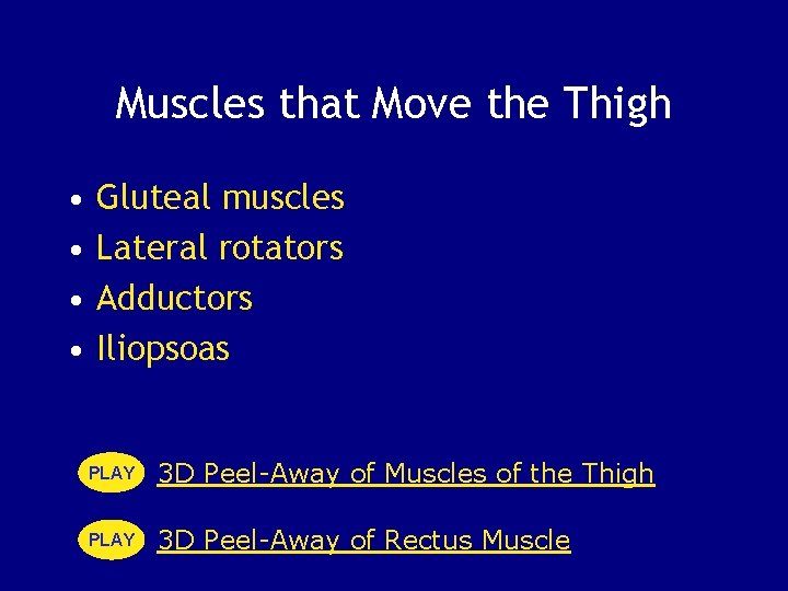 Muscles that Move the Thigh • • Gluteal muscles Lateral rotators Adductors Iliopsoas PLAY
