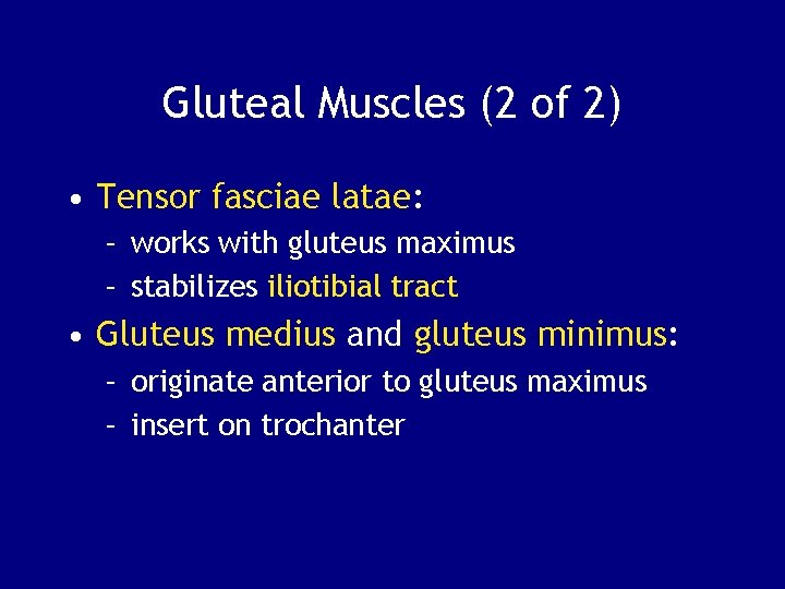 Gluteal Muscles (2 of 2) • Tensor fasciae latae: – works with gluteus maximus