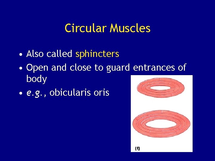 Chapter 9 B The Muscular System Muscle Organization