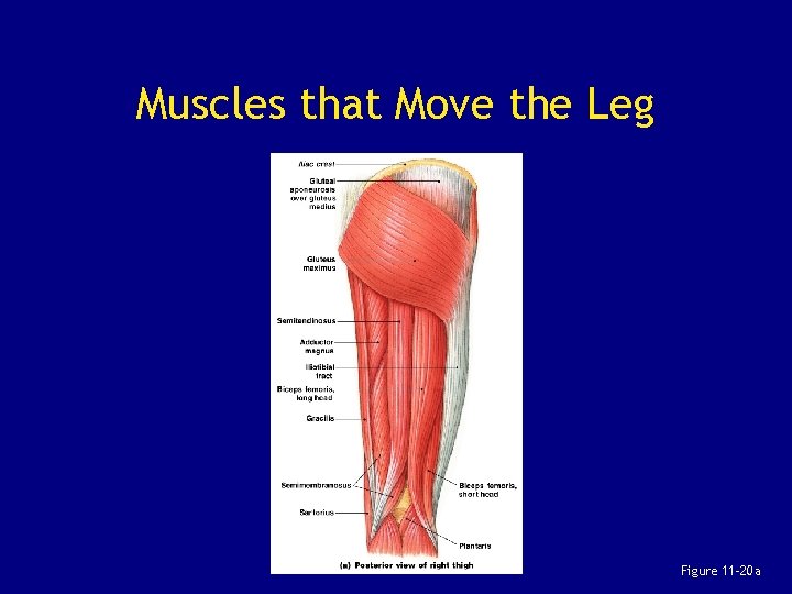 Muscles that Move the Leg Figure 11– 20 a 