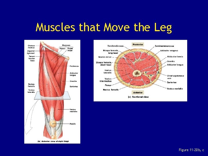Muscles that Move the Leg Figure 11– 20 b, c 