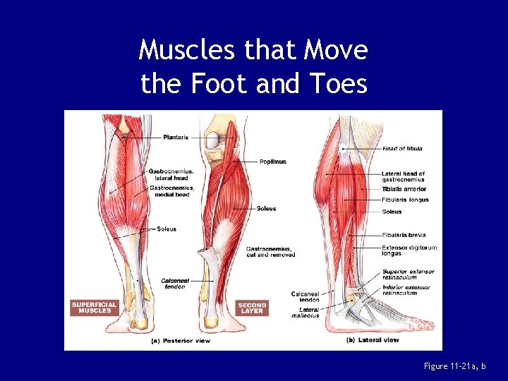 Muscles that Move the Foot and Toes Figure 11– 21 a, b 