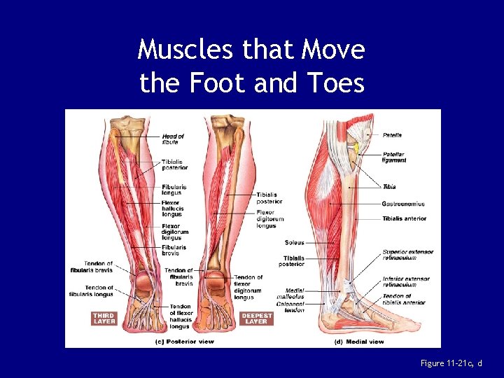 Muscles that Move the Foot and Toes Figure 11– 21 c, d 