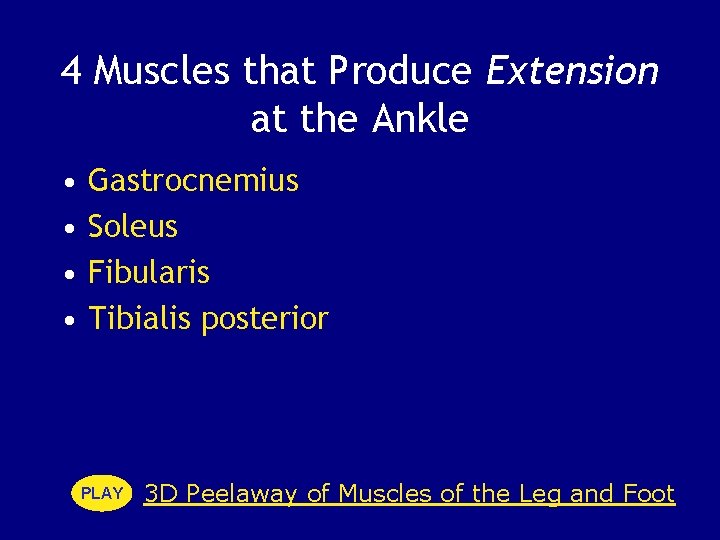 4 Muscles that Produce Extension at the Ankle • • Gastrocnemius Soleus Fibularis Tibialis