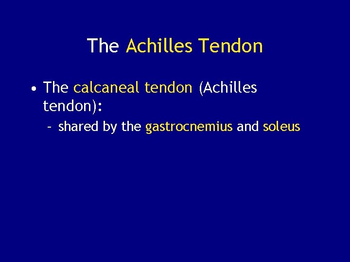 The Achilles Tendon • The calcaneal tendon (Achilles tendon): – shared by the gastrocnemius