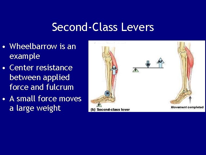Second-Class Levers • Wheelbarrow is an example • Center resistance between applied force and