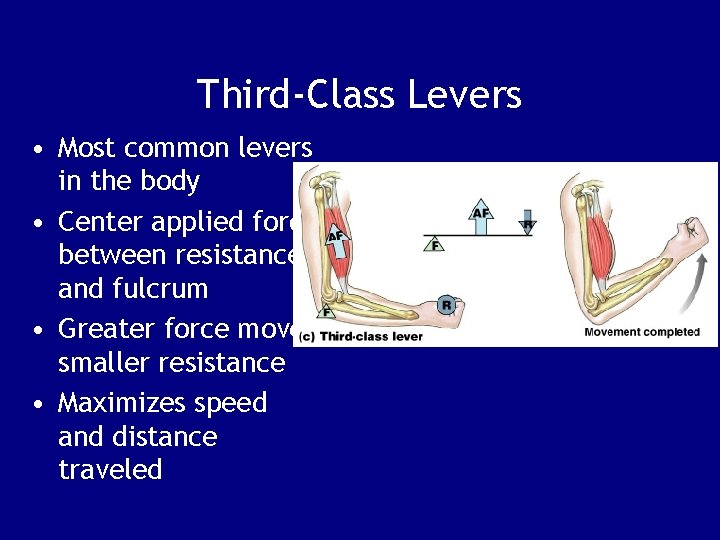 Third-Class Levers • Most common levers in the body • Center applied force between