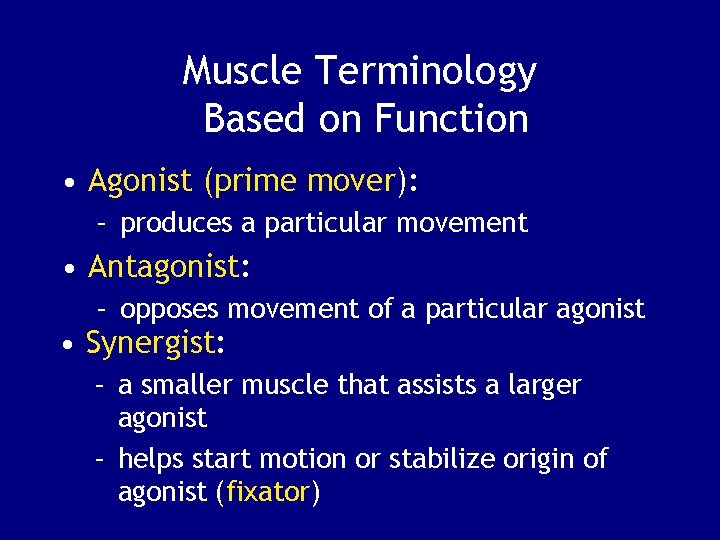Muscle Terminology Based on Function • Agonist (prime mover): – produces a particular movement