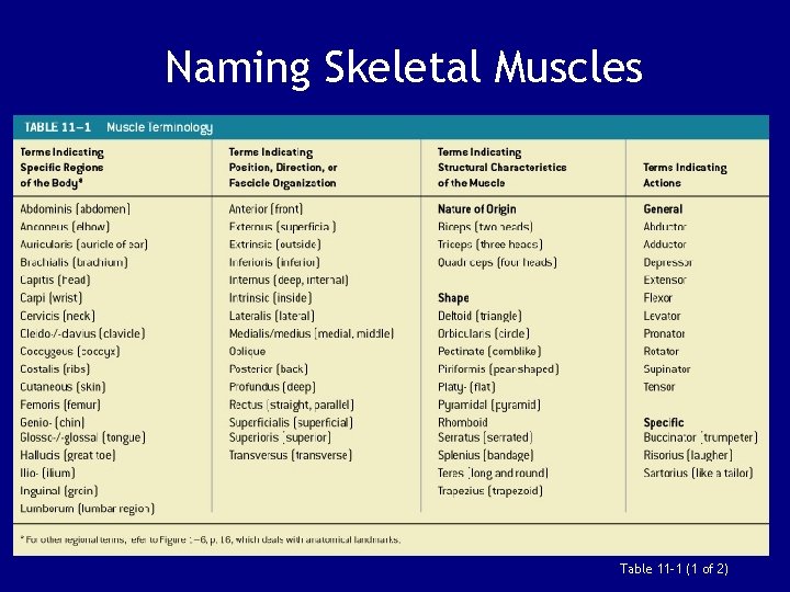 Naming Skeletal Muscles Table 11– 1 (1 of 2) 