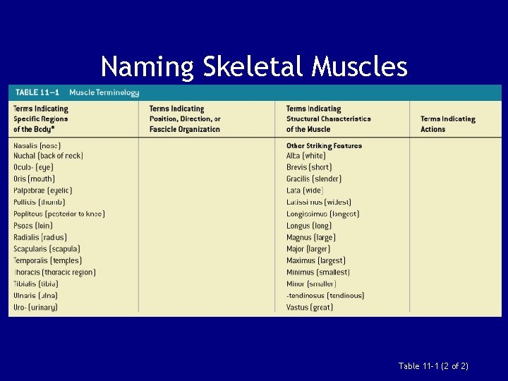 Naming Skeletal Muscles Table 11– 1 (2 of 2) 