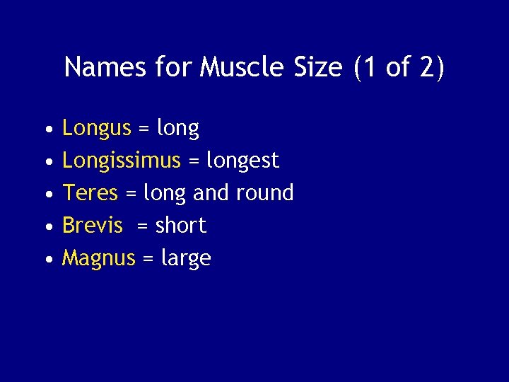 Names for Muscle Size (1 of 2) • • • Longus = long Longissimus