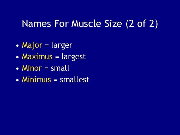 Names For Muscle Size (2 of 2) • • Major = larger Maximus =