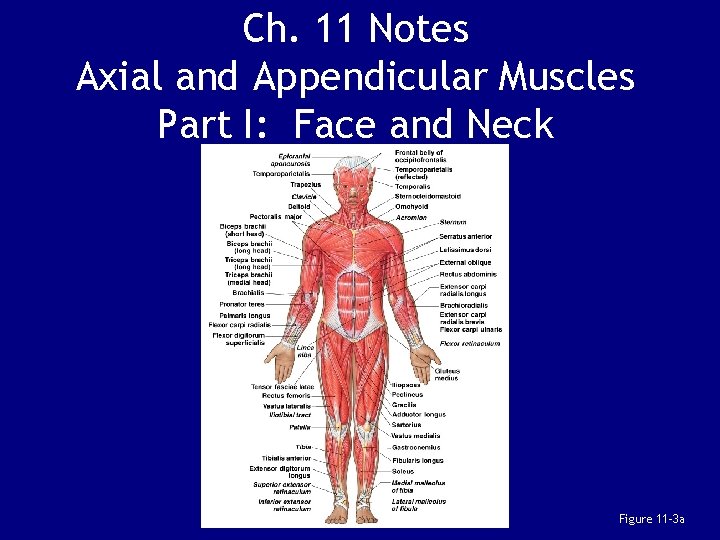 Ch. 11 Notes Axial and Appendicular Muscles Part I: Face and Neck Figure 11–