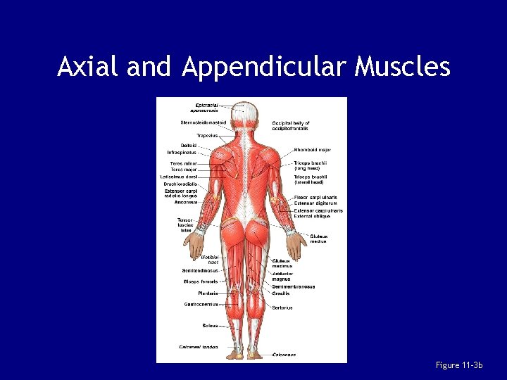 Axial and Appendicular Muscles Figure 11– 3 b 
