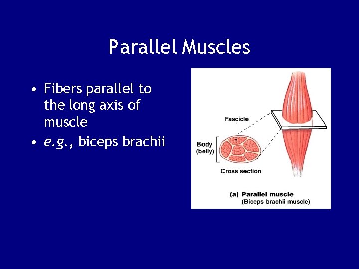 Parallel Muscles • Fibers parallel to the long axis of muscle • e. g.