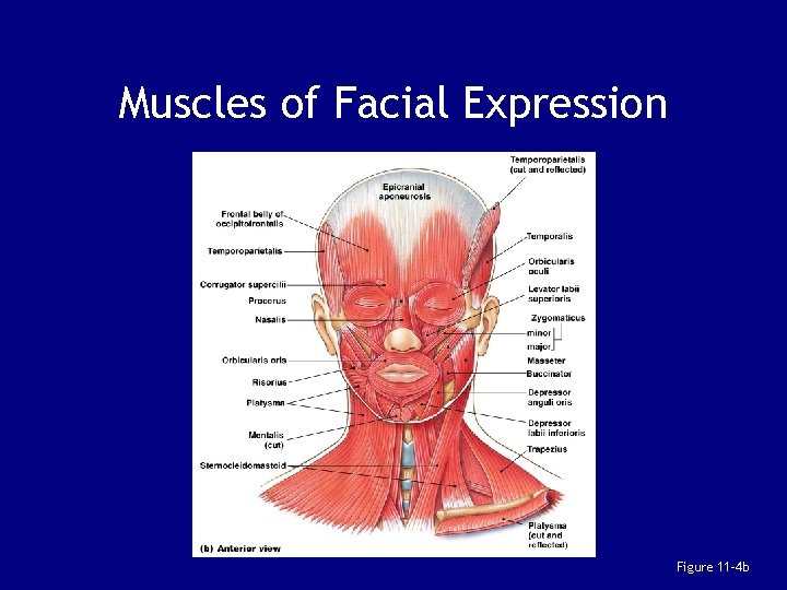 Muscles of Facial Expression Figure 11– 4 b 