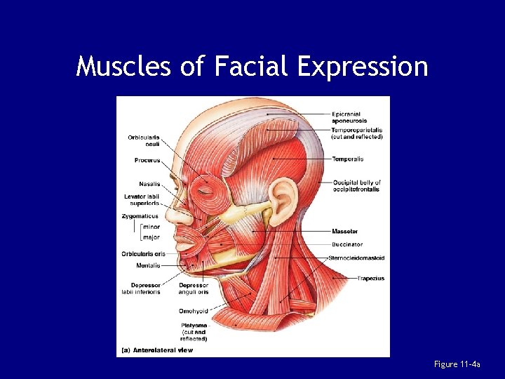 Muscles of Facial Expression Figure 11– 4 a 