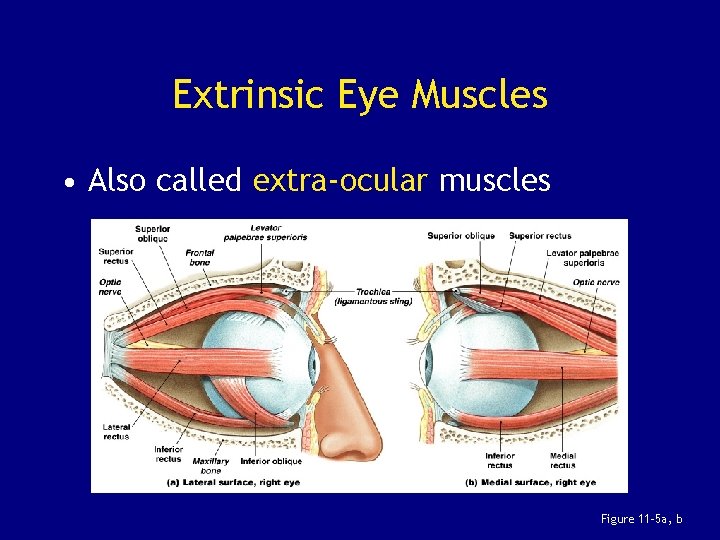 Extrinsic Eye Muscles • Also called extra-ocular muscles Figure 11– 5 a, b 