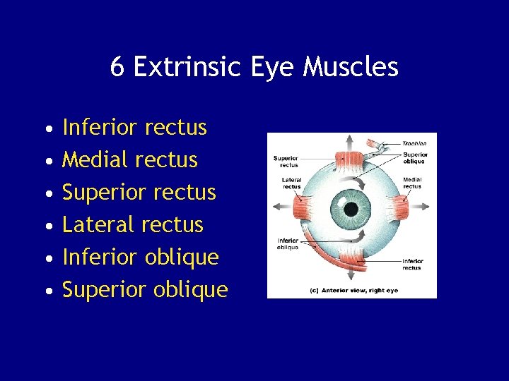 6 Extrinsic Eye Muscles • • • Inferior rectus Medial rectus Superior rectus Lateral