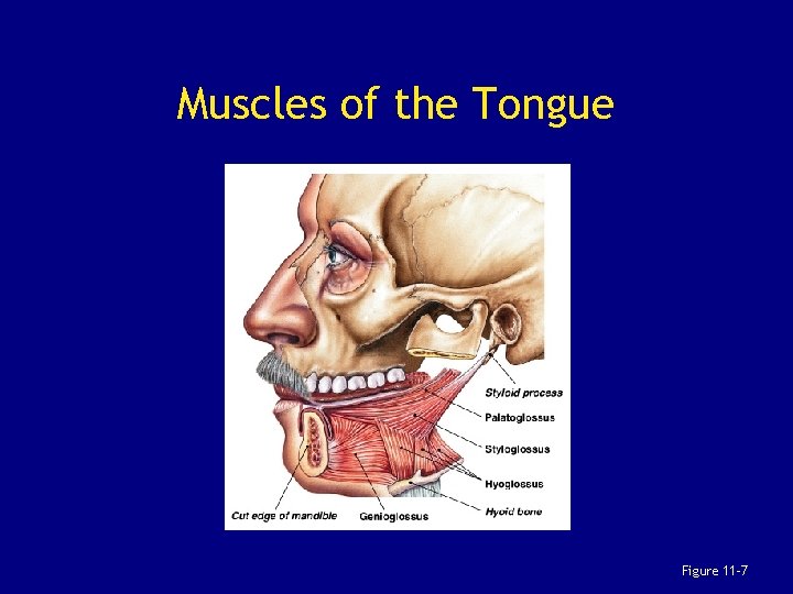 Muscles of the Tongue Figure 11– 7 