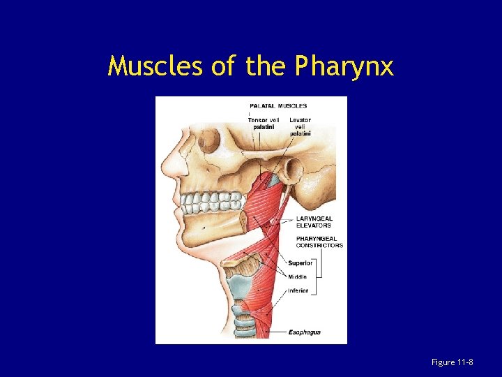 Muscles of the Pharynx Figure 11– 8 