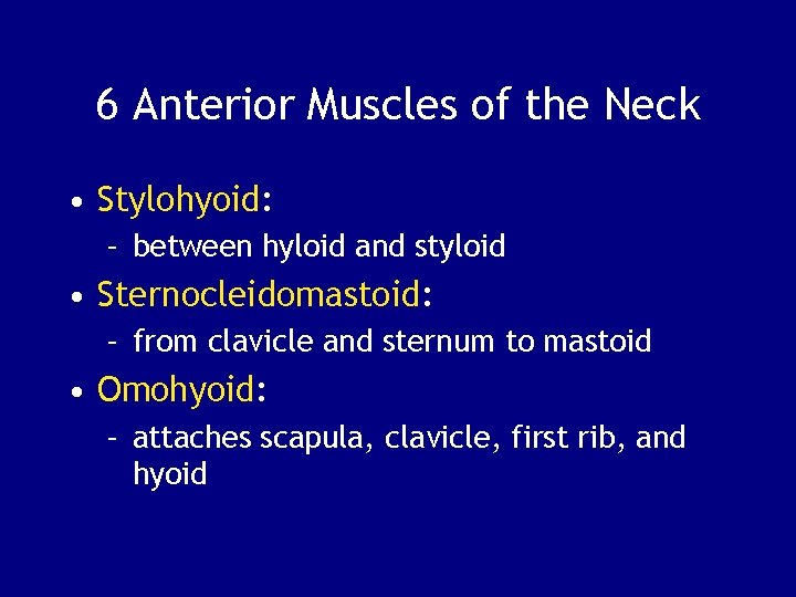 6 Anterior Muscles of the Neck • Stylohyoid: – between hyloid and styloid •