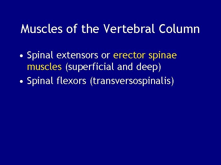 Muscles of the Vertebral Column • Spinal extensors or erector spinae muscles (superficial and