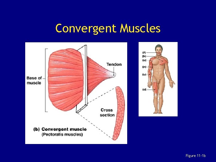 Convergent Muscles Figure 11– 1 b 