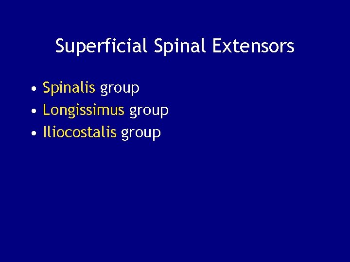 Superficial Spinal Extensors • Spinalis group • Longissimus group • Iliocostalis group 