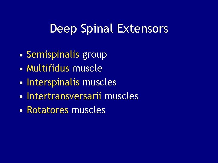 Deep Spinal Extensors • • • Semispinalis group Multifidus muscle Interspinalis muscles Intertransversarii muscles